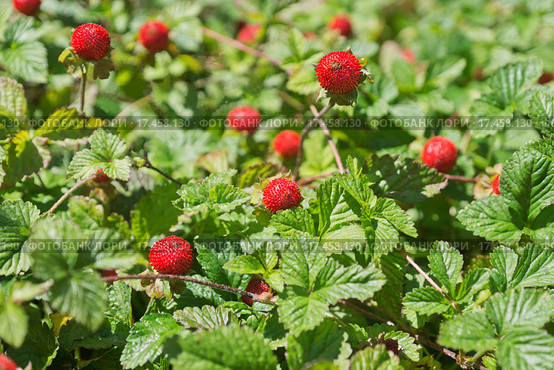 Лапчатка индийская (лат. Potentilla indica), традиционные устаревшие названия — дюшенея, или индийская земляника, или ложная земляника, (Duchesnea indica) Стоковое фото, фотограф Наталья Гармашева / Фотобанк Лори