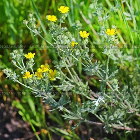 Лапчатка серебристая (Potentilla argentea). Дикорастущие растения Сибири. Стоковое фото, фотограф Евгений Мухортов / Фотобанк Лори