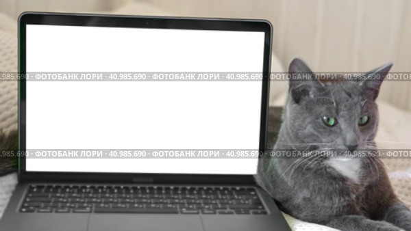 Laptop with white screen chromakey against Cat. Little gray cute sleepy Kitten. Online shopping, websites for pets, application. Mockup. Fluffy pet near white background with advertising copy space. Стоковое видео, видеограф Марина Демидюк / Фотобанк Лори