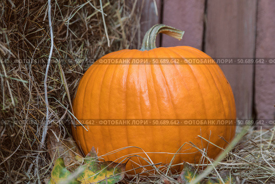 Large Autumn orange fresh Ripe farm pumpkin on hay bales. Fall pumpkins for halloween preparation and thanksgiving. Close-up. Стоковое фото, фотограф Регина Ерофеева / Фотобанк Лори