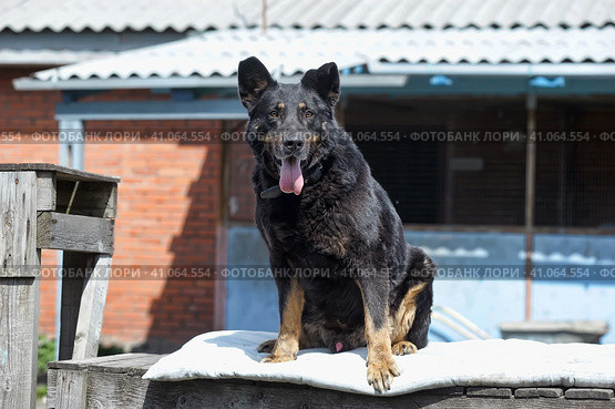 Large black mongrel dog collar in summer. Стоковое фото, фотограф Анна Кривицкая / Фотобанк Лори