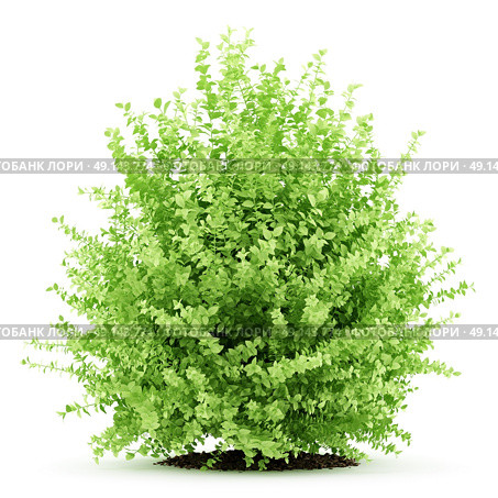 large boxwood plant isolated on white background. 3d illustration. Стоковое фото, агентство Ingram Publishing / Фотобанк Лори