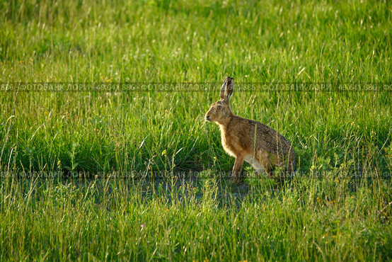 Large hare on a green meadow in the summer looking for dandelions to eat. Стоковое фото, агентство Ingram Publishing / Фотобанк Лори