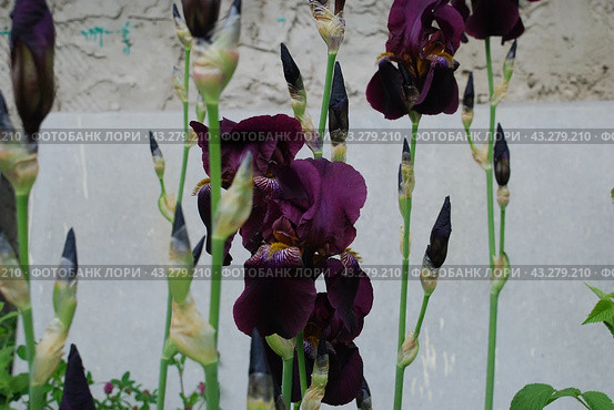 Large purple iris. Стоковое фото, фотограф Andrew_Swarga / Фотобанк Лори