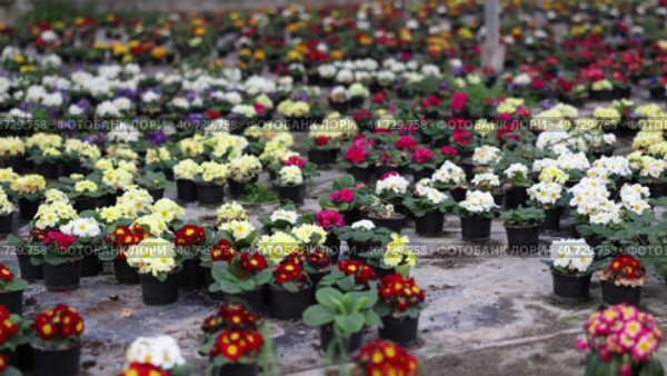 Large quantity of little brown garden pots with colorful primrose placed on the ground. Стоковое видео, видеограф Яков Филимонов / Фотобанк Лори