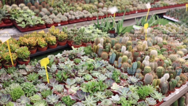 Large quantity of little brown garden pots with succulent in open-air plants market. Стоковое видео, видеограф Яков Филимонов / Фотобанк Лори