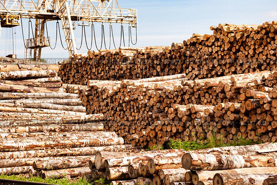 Large trunks wood logs stacks stored in industrial plywood factory territory. Pile sawn trees, cut trees along prepared for treatment outside. Logging timber wood industry concept. Copy ad text space. Стоковое фото, фотограф Aleksandr Golubev / Фотобанк Лори