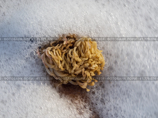 Larvae of the rapana mollusk (seashells) in white sea foam close-up. Marine life. Стоковое фото, фотограф Александр Кротков / Фотобанк Лори