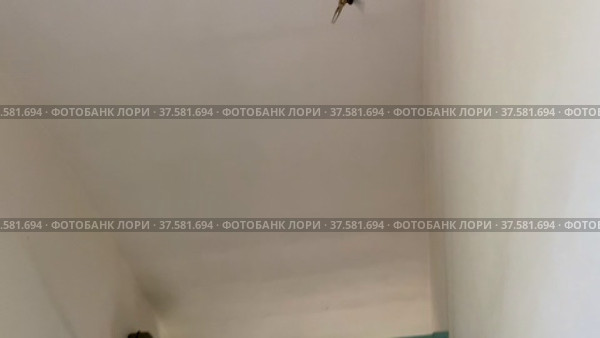 Ласточка в здании (2020 год). Редакционное видео, видеограф Сергей Орлов / Фотобанк Лори