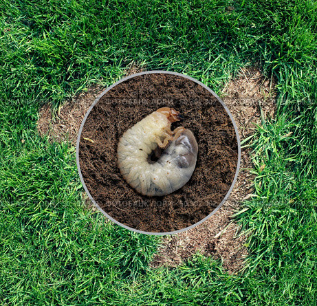 Lawn grub damage as chinch larva damaging grass roots causing a brown patch disease in the turf as a composite image isolated on a white background. Стоковое фото, агентство Ingram Publishing / Фотобанк Лори