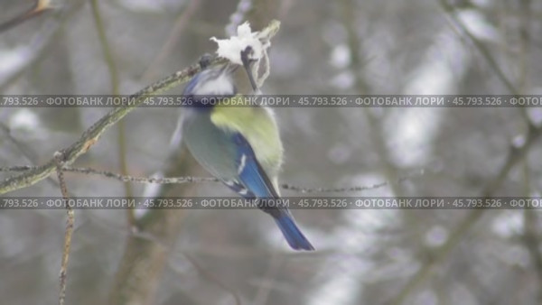 Лазоревка или синяя синица Cyanistes caeruleus клюёт сало. Стоковое видео, видеограф Александр Мамонтов / Фотобанк Лори