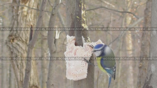 Лазоревка или синяя синица Cyanistes caeruleus клюёт сало. Стоковое видео, видеограф Александр Мамонтов / Фотобанк Лори