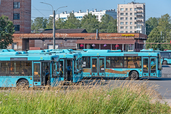 Лазурные пассажирские автобусы, произведённые на Минском автомобильном заводе стоят в районе автобусной станции «Ручьи» в городе Санкт-Петербурге. Редакционное фото, фотограф Румянцева Наталия / Фотобанк Лори