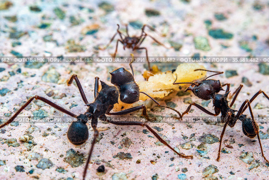 Leaf cutter ant. Стоковое фото, фотограф Julio Rivalta / Фотобанк Лори