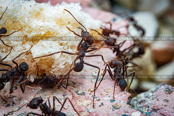 Leaf cutter ants. Стоковое фото, фотограф Julio Rivalta / Фотобанк Лори
