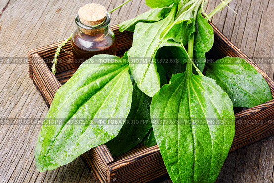 Leaf of greater plantain in a box with mortar and mixture. Green plantain plantago. Стоковое фото, агентство Ingram Publishing / Фотобанк Лори