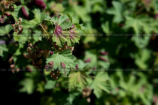 Leaf of red currant bush infected with pests - gallic aphid (Capitophorus ribis, Aphidoidea). Aphids absorb the sap of the plant, the leaves deform, reddish-brown spots form on the leaves. Plant pests. Стоковое фото, фотограф Вербицкая Светлана / Фотобанк Лори