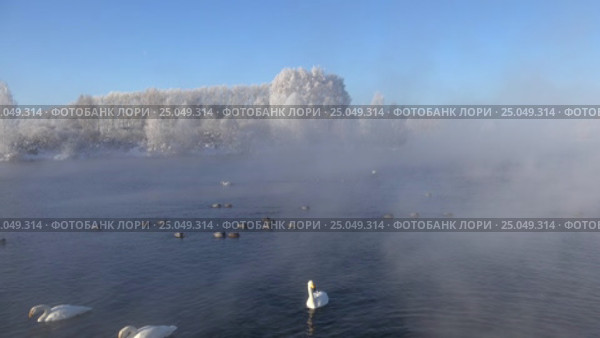 Лебединое озеро в Алтайском крае / Swans on Altai lake Svetloe in the evaporation mist at morning time in winter. Стоковое видео, видеограф Сергей Пристяжнюк (Serg Zastavkin) / Фотобанк Лори