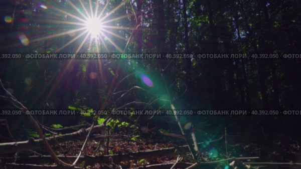 Лес. Стоковое видео, видеограф Евгений Пархоменко / Фотобанк Лори