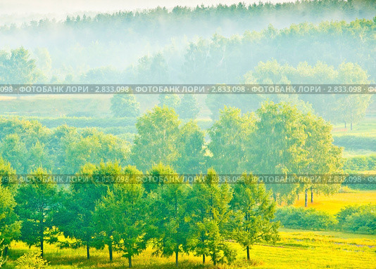 Лес после дождя (контровый свет) Стоковое фото, фотограф E. O. / Фотобанк Лори