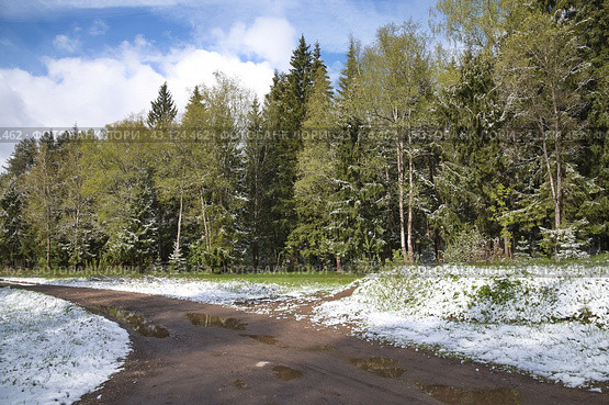 Лес после майского снегопада. Стоковое фото, фотограф Елена Коромыслова / Фотобанк Лори