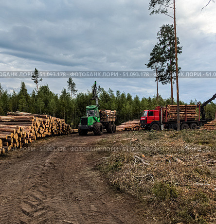Лесная техника лесовоз, форвардер. Стоковое фото, фотограф Юрий Кульгавеня / Фотобанк Лори