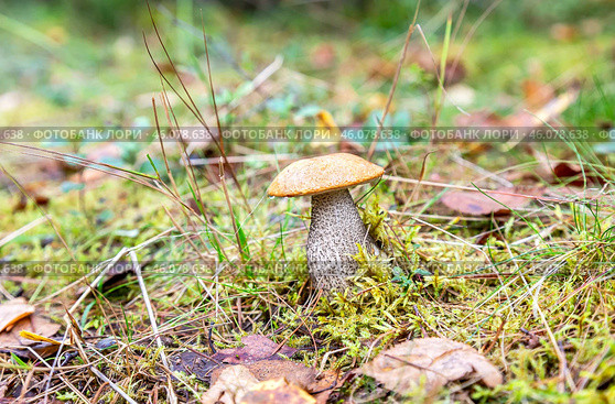 Лесной съедобный подосиновик в зеленой траве. Стоковое фото, фотограф FotograFF / Фотобанк Лори