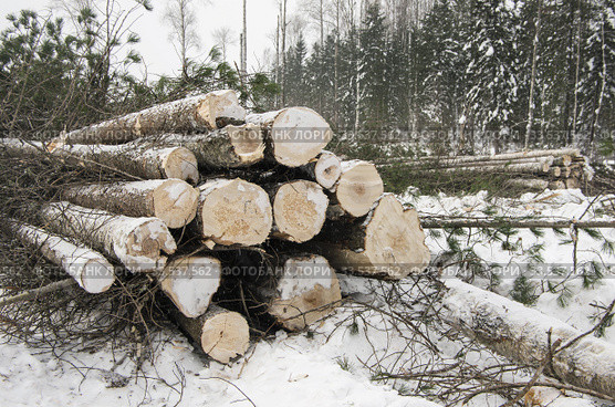 Лесозаготовка. Участок вырубки леса зимой. Timber cutting. The site of deforestation in winter. Стоковое фото, фотограф Евгений Романов / Фотобанк Лори