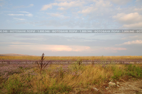 Летний пейзаж со степью и розовеющим от заката небом. Стоковое фото, фотограф Panitchkina Natalia / Фотобанк Лори