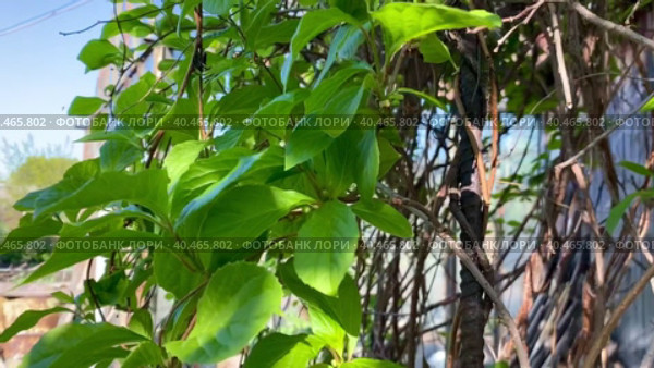 Лиана лимонника китайского, Schisandra chinensis. Концепция натуральных веществ для укрепления здоровья. весенние побеги лемонграсса. Стоковое видео, видеограф Светлана Акифьева / Фотобанк Лори