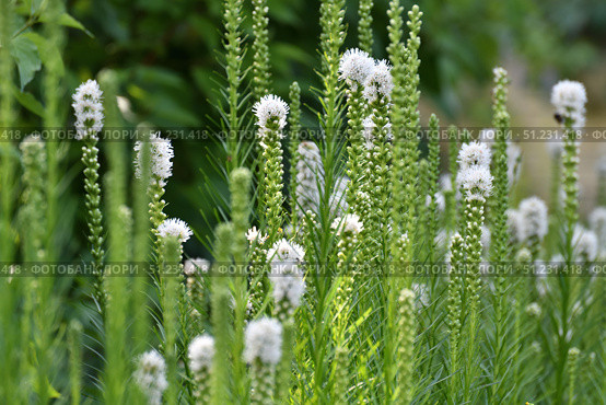 Liatris spicata Alba - belongs to the genus Liatris of the Asteraceae family. Стоковое фото, фотограф Володина Ольга / Фотобанк Лори