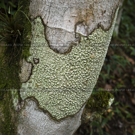 Lichen formation tree trunk, Chaa Creek Road, Chaa Creek Nature Reserve, San Ignacio, Belize. Стоковое фото, агентство Ingram Publishing / Фотобанк Лори