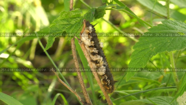 Личинки наездника на гусенице бабочки. Larvae of the parasitoid wasps on the сaterpillar of Euthrix potatoria's butterfly. Стоковое видео, видеограф Евгений Романов / Фотобанк Лори