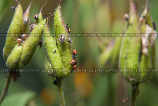 Личинки рапсового клопа (Eurydema oleracea) Стоковое фото, фотограф Алёшина Оксана / Фотобанк Лори