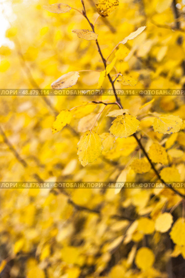 Light Filters Through Golden Aspen Leaves in Autumn Season. Стоковое фото, фотограф Aleksandr Golubev / Фотобанк Лори