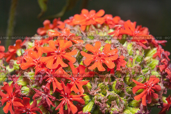 Лихнис халцедонский (Lychnis chalcedonica) Стоковое фото, фотограф Алёшина Оксана / Фотобанк Лори
