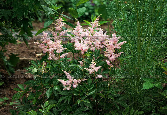 Lilac Astilbe flowers (false goat's beard). Queen ALexandra variety, hybrid. Russian Far East. Стоковое фото, фотограф Татьяна Терехина / Фотобанк Лори