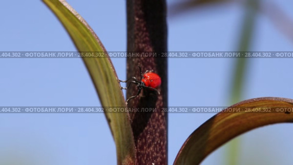 Лилейная трещалка (Lilioceris lilii) Scarlet lily beetle, Red lily beetle, Lily leaf beetle, Lily beetle (Lilioceris lilii), sits on a leaf. Стоковое видео, видеограф Ольга Сейфутдинова / Фотобанк Лори