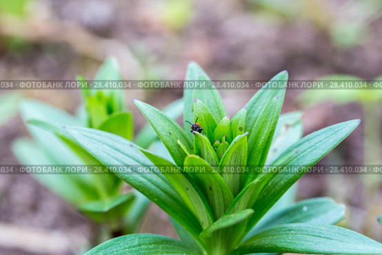 Лилейная трещалка (Lilioceris lilii) Scarlet Lily Beetle (Lilioceris lilii) adult, on lily leaf in garden. Стоковое фото, фотограф Ольга Сейфутдинова / Фотобанк Лори