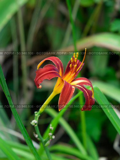 Лилейник "Кримсон Пират" (Красноднев,  лат. Hemerocallis) Стоковое фото, фотограф Лариса Веселова / Фотобанк Лори