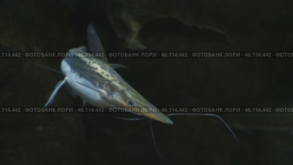 Lima Shovelnose Catfish, Sorubim lima, in aquarium close-up. Стоковое видео, видеограф Мария Зубарева / Фотобанк Лори