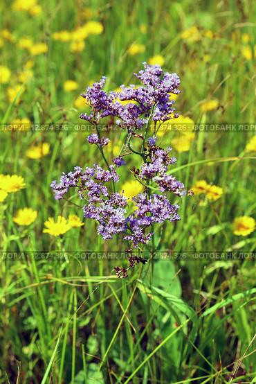 Limonium gmelinii. Кермек Гмелина, цветущее растение. Алтайский край. Стоковое фото, фотограф Григорий Писоцкий / Фотобанк Лори