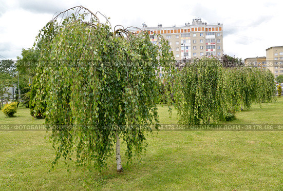 Линейная посадка березы повислой Юнга (Betula pendula 'Youngii') Стоковое фото, фотограф Ирина Борсученко / Фотобанк Лори