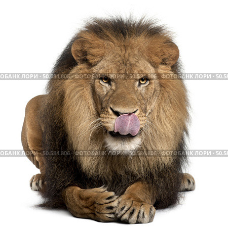 Lion licking lips, Panthera leo, 8 years old, in front of white background. Стоковое фото, агентство Ingram Publishing / Фотобанк Лори
