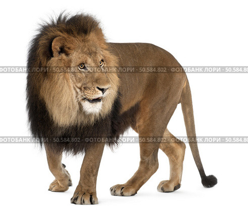 Lion, Panthera leo, 8 years old, standing in front of white background. Стоковое фото, агентство Ingram Publishing / Фотобанк Лори
