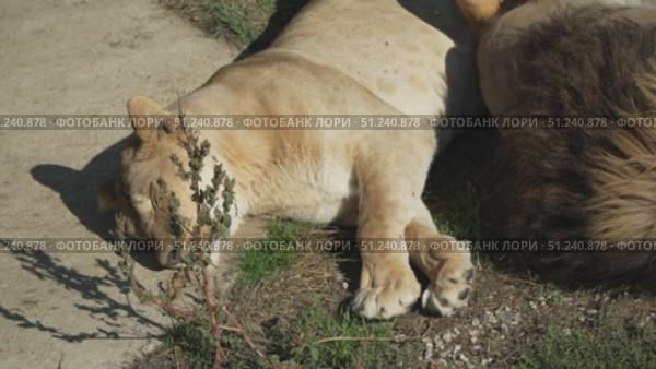 Lioness Lion Male Resting Grass Safari Park. Стоковое видео, видеограф svetograph / Фотобанк Лори