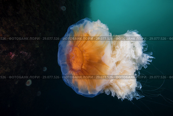 Lion's mane jellyfish (Cyanea capillata, Cyanea arctica) Стоковое фото, фотограф Некрасов Андрей / Фотобанк Лори