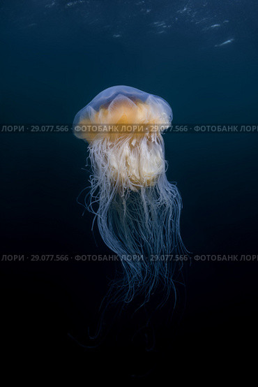 Lion's mane jellyfish (Cyanea capillata, Cyanea arctica) in the blue water. Стоковое фото, фотограф Некрасов Андрей / Фотобанк Лори