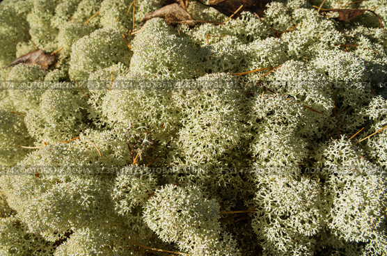 Лишайник кладония звёздчатая на камне. lichen Cladonia stellaris on the stone. Стоковое фото, фотограф Евгений Романов / Фотобанк Лори