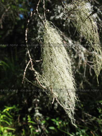 Лишайник уснея густобородая — Usnea dasypoga. Стоковое фото, фотограф Заноза-Ру / Фотобанк Лори